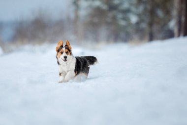 Şirin Corgi köpeği karda hızlı koşuyor. Kışın köpek. Köpek aksiyon fotoğrafı