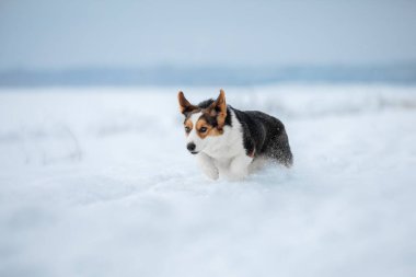 Şirin Corgi köpeği karda hızlı koşuyor. Kışın köpek. Köpek aksiyon fotoğrafı