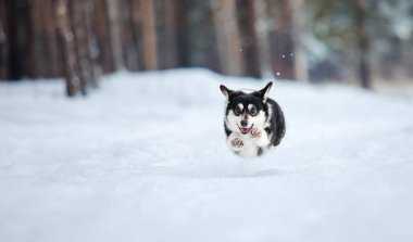 Şirin Corgi köpeği karda hızlı koşuyor. Kışın köpek. Köpek aksiyon fotoğrafı