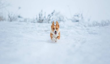Şirin Corgi köpeği karda hızlı koşuyor. Kışın köpek. Köpek aksiyon fotoğrafı