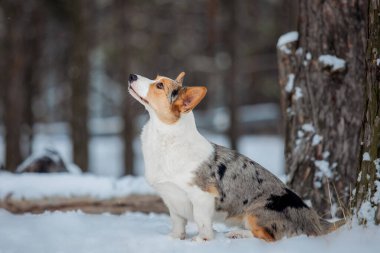Karda Corgi köpeği. Kışın köpek. Doğadaki köpek..
