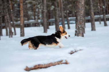 Karda Corgi köpeği. Kışın köpek. Doğadaki köpek..