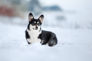 Karda Corgi köpeği. Kışın köpek. Doğadaki köpek..
