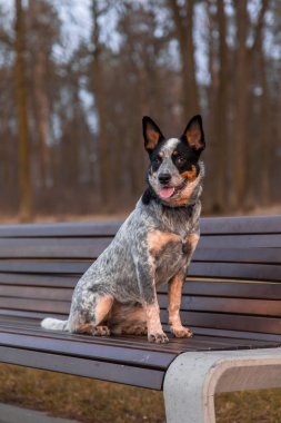Avustralya sığır köpek cinsi. Parktaki mavi düdüklü köpek.