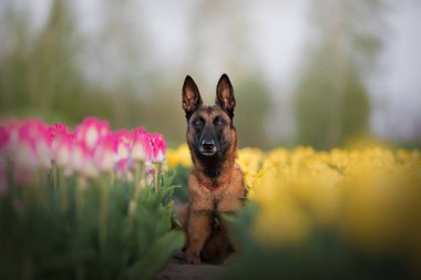 Baharda köpek portresi. Belçika çoban köpeği. Malinois köpeği. Polis köpeği. Lale tarlasında evcil hayvan