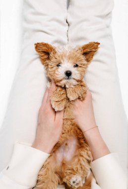 Samimi duygular. Küçük köpek Maltipu poz veriyor. Beyaz stüdyo arka planında oynayan sevimli, oyuncu bir köpek ya da evcil hayvan. Evcil hayvan sevgisi kavramı. Mutlu görünüyor, komik..