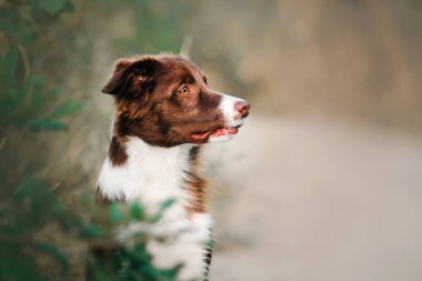 Köpek portresi. Border Collie yavru köpeği kameraya bakıyor..