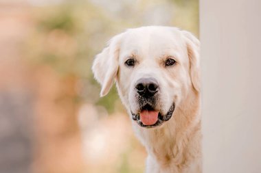 Sonbaharda yaprakların arasında Golden Retriever. Sonbaharda doğayla iç içe olacak. Evcil bir hayvanla yürü.
