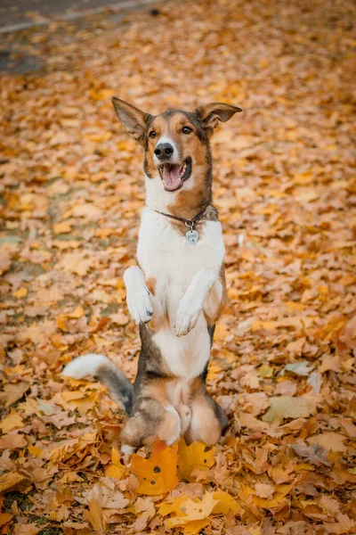 Собачья Осень Природе Активный Питомец Парке Желтая Листва Жетон Киев — стоковое фото