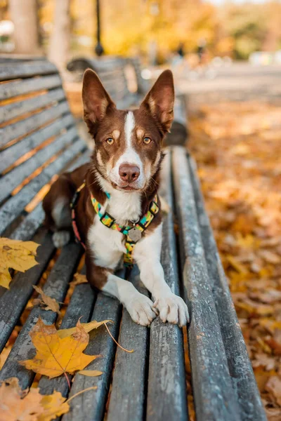 Musim Gugur Anjing Alam Active Pet Park Dedaunan Kuning Anjing — Stok Foto