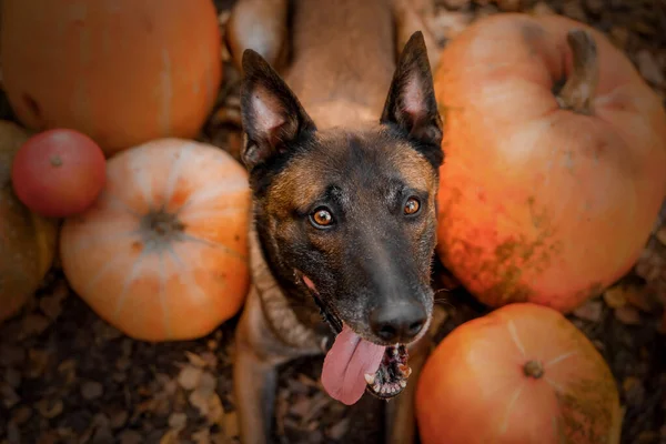 Hund Mit Kürbis Herbst Halloween Feiertage Belgischer Schäferhund Malinois Hund — Stockfoto