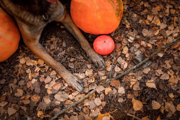 Cão Com Abóbora Outono Festas Halloween Pastores Belgas Cão Malinois — Fotografia de Stock