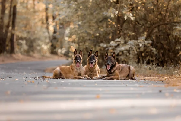 Three Belgian shepherd dog run in the Park. Belgian Shepherd Malinois.Working dogs