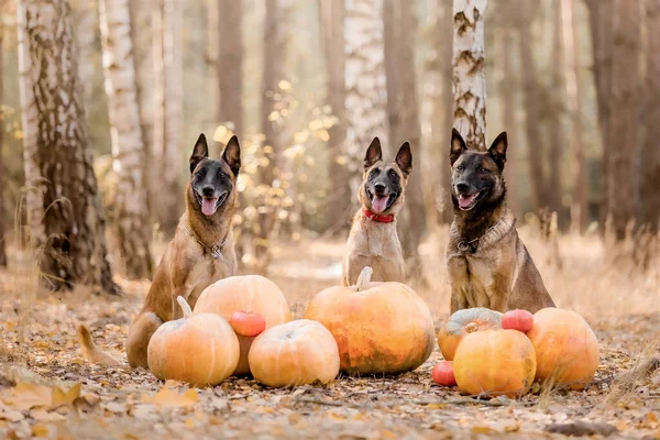 Hund Mit Kürbis Herbst Halloween Feiertage Belgischer Schäferhund Malinois Hund — Stockfoto