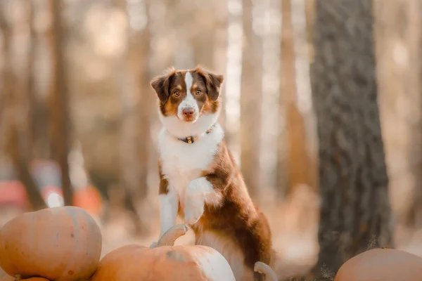 Dog Pumpkins Forest Miniature American Shepherd Dog Breed Halloween Thanksgiving — Stock Photo, Image