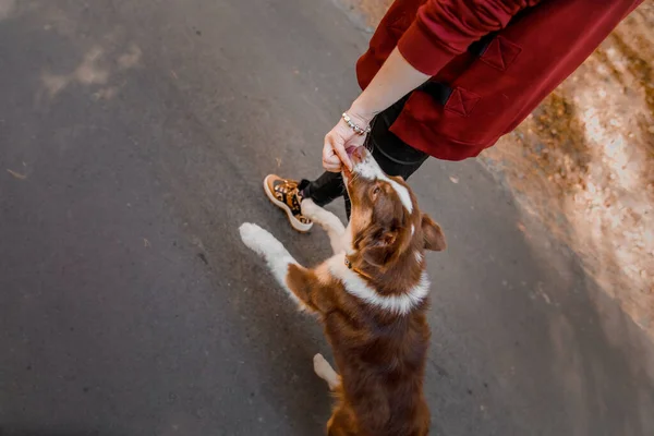 Australijski Pies Właścicielem Pies Przy Stopach Miniatura American Shepherd Szczeniąt — Zdjęcie stockowe