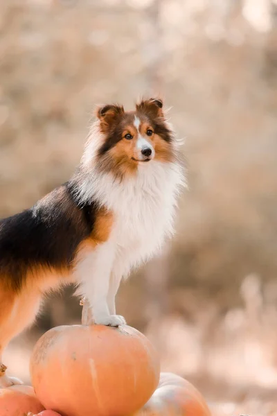 Cão Com Abóboras Fundo Festas Halloween Shetland Sheepdog Com Abóbora — Fotografia de Stock