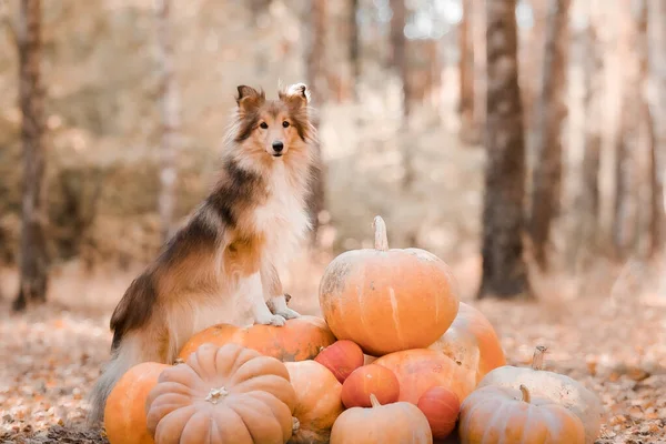 Perro Con Calabazas Fondo Vacaciones Halloween Shetland Sheepdog Con Calabaza —  Fotos de Stock