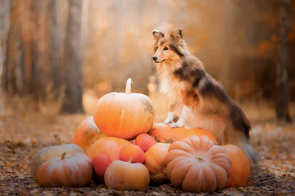 Hund Mit Kürbissen Hintergrund Halloween Feiertage Shetland Schäferhund Mit Kürbis — Stockfoto