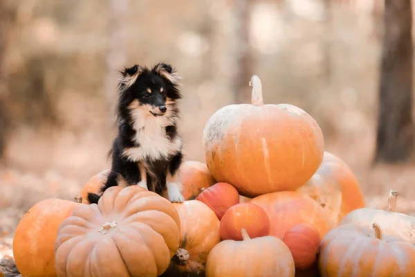 Pes Dýněmi Pozadí Halloween Shetlandský Ovčák Dýní Sklizeň Den Díkůvzdání — Stock fotografie