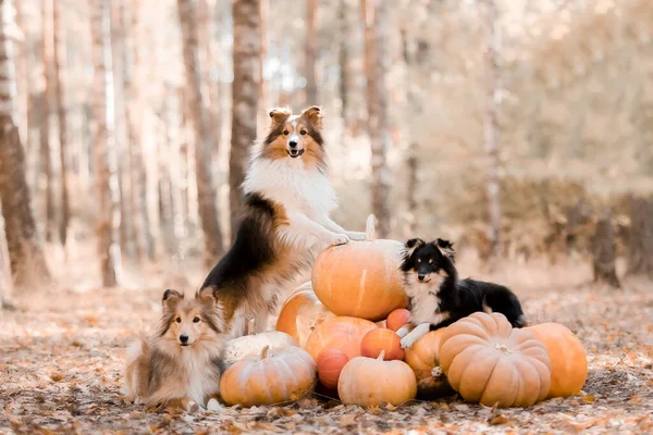 Hund Mit Kürbissen Hintergrund Halloween Feiertage Shetland Schäferhund Mit Kürbis — Stockfoto