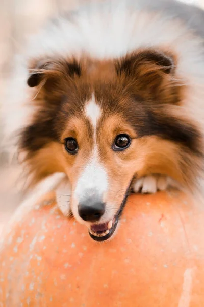 Chien Avec Des Citrouilles Sur Fond Vacances Halloween Chien Berger — Photo