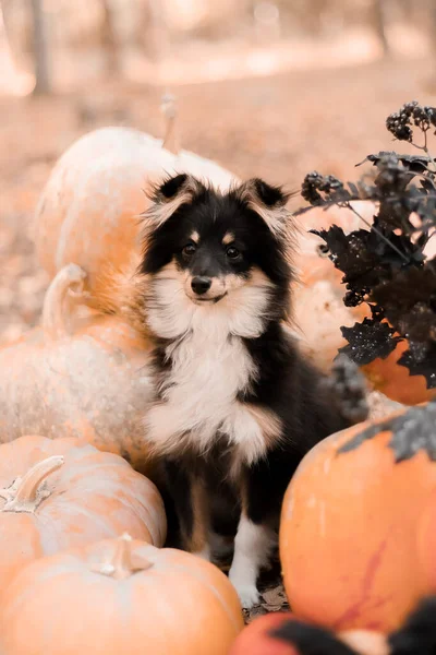 Pies Dyniami Tle Święta Halloween Owczarek Szetlandzki Dynią Żniwa Święto — Zdjęcie stockowe