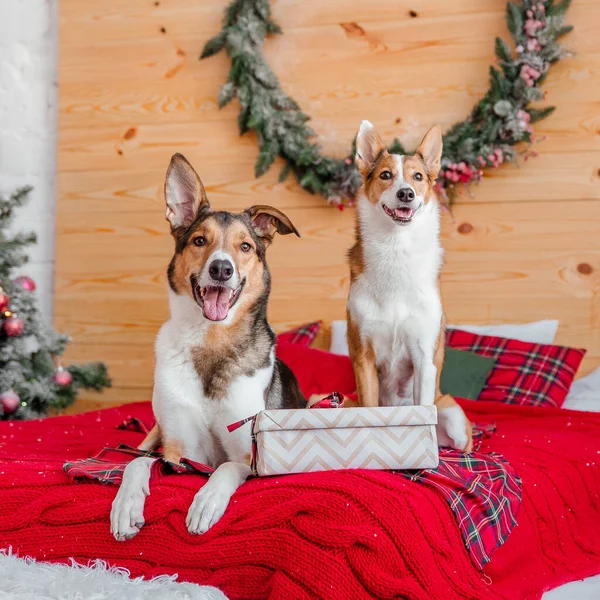 Feliz Ano Novo Feliz Natal Cão Bonito Perto Árvore Natal — Fotografia de Stock