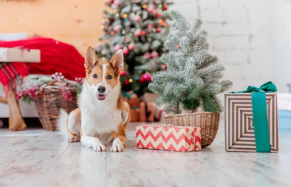 ハッピーニューイヤーとメリークリスマス クリスマスツリーの近くのかわいい犬 犬は家で休暇を待っている — ストック写真