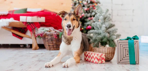 新年快乐 圣诞快乐 可爱的狗靠近圣诞节树 狗在家里等着放假呢 — 图库照片