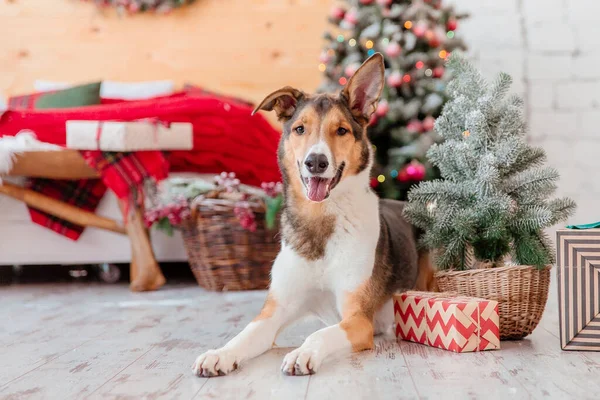 Feliz Ano Novo Feliz Natal Cão Bonito Perto Árvore Natal — Fotografia de Stock