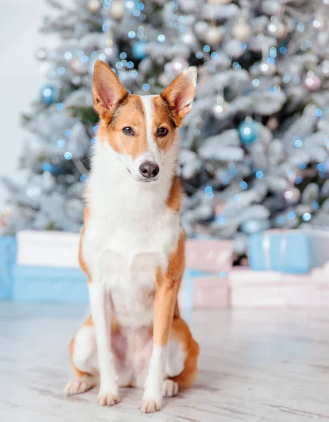 Frohes Neues Jahr Und Frohe Weihnachten Netter Hund Der Nähe — Stockfoto