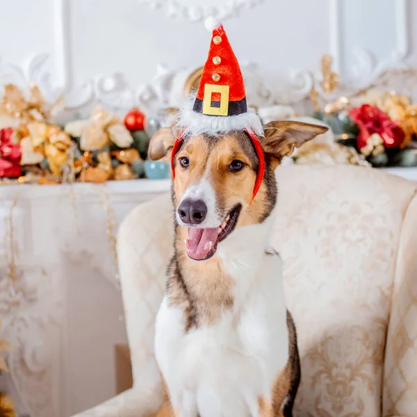 Šťastný Nový Rok Veselé Vánoce Roztomilý Pes Vánočního Stromku Pes — Stock fotografie