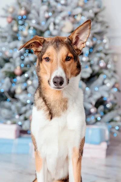 Bonne Année Joyeux Noël Mignon Chien Près Arbre Noël Chien — Photo