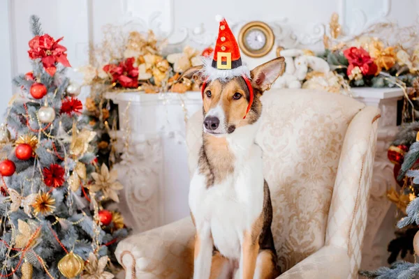 Mutlu Yıllar Mutlu Noeller Noel Ağacının Yanında Şirin Bir Köpek — Stok fotoğraf