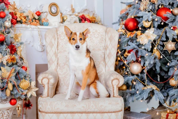 Καλή Χρονιά Και Καλά Χριστούγεννα Χαριτωμένο Σκυλί Κοντά Στο Χριστουγεννιάτικο — Φωτογραφία Αρχείου