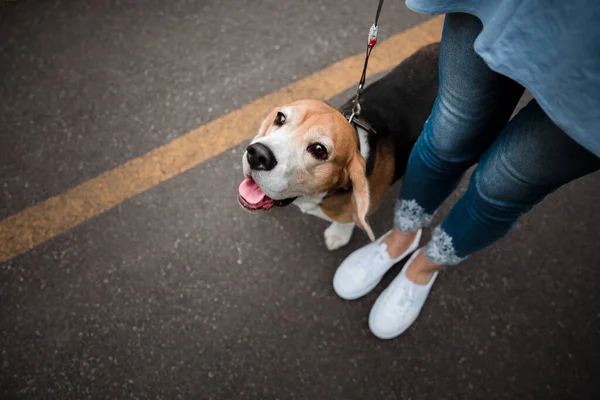 Cão Passear Parque Com Dono Beagle Cão Raça Livre Verão — Fotografia de Stock