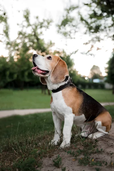 Hundespaziergang Park Mit Herrchen Beagle Züchten Hund Sommer Freien Haustier — Stockfoto