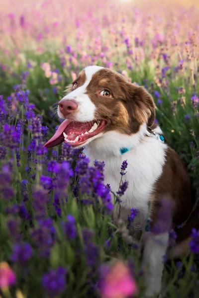 ラベンダー畑に舌を垂らす子犬 ミニチュアアメリカの羊飼いの品種の犬 — ストック写真