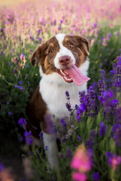 Filhote Cachorro Com Língua Pendurada Campo Lavanda Miniatura American Shepherd — Fotografia de Stock