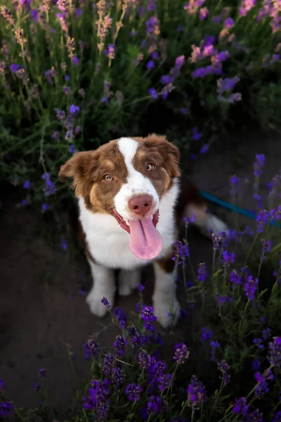 Κουτάβι Γλώσσα Κρεμασμένη Στο Χωράφι Λεβάντα Μινιατούρα American Shepherd Σκυλί — Φωτογραφία Αρχείου