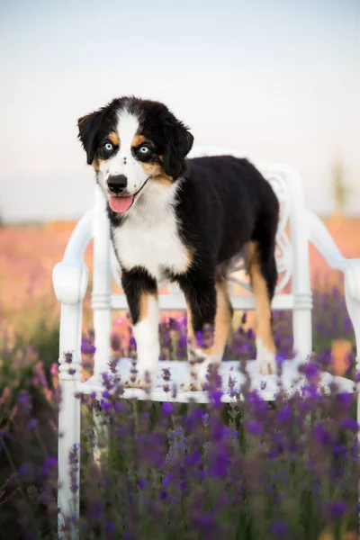 Filhote Cachorro Com Língua Pendurada Campo Lavanda Miniatura American Shepherd — Fotografia de Stock