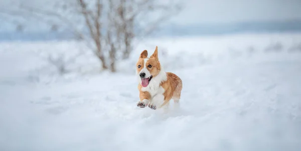 Lindo Perro Corgi Corriendo Rápido Nieve Perro Invierno Perro Acción —  Fotos de Stock