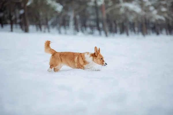 Lindo Perro Corgi Corriendo Rápido Nieve Perro Invierno Perro Acción — Foto de Stock