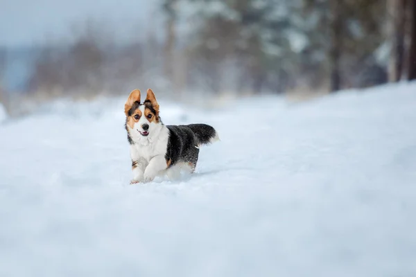 Симпатичная Собака Корги Быстро Бегает Снегу Зимой Собака Фото Собачьего — стоковое фото
