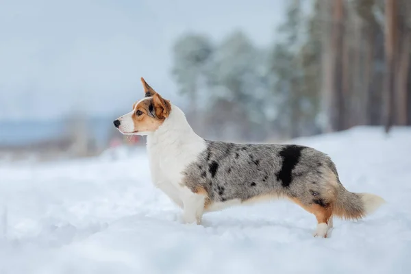 Corgi Pies Śniegu Pies Zimie Pies Naturze — Zdjęcie stockowe