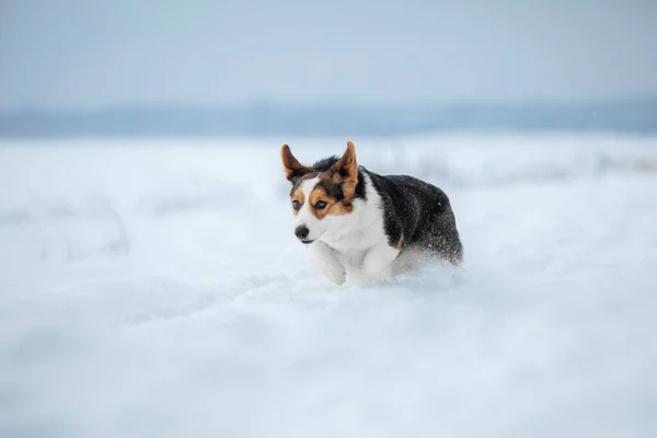 Χαριτωμένο Σκυλί Corgi Τρέχει Γρήγορα Στο Χιόνι Σκύλος Χειμώνα Φωτογραφία — Φωτογραφία Αρχείου