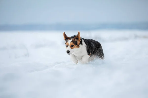 可爱的科吉狗在雪地里跑得很快 冬天的狗 狗动作照片 — 图库照片