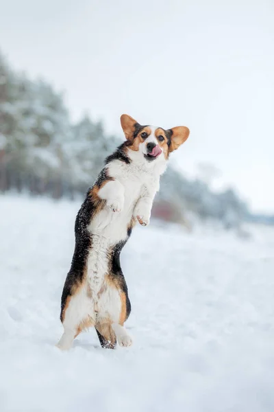 Lindo Perro Corgi Corriendo Rápido Nieve Perro Invierno Perro Acción — Foto de Stock