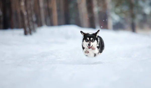 Cute Corgi Pies Działa Szybko Śniegu Pies Zimie Zdjęcie Akcji — Zdjęcie stockowe